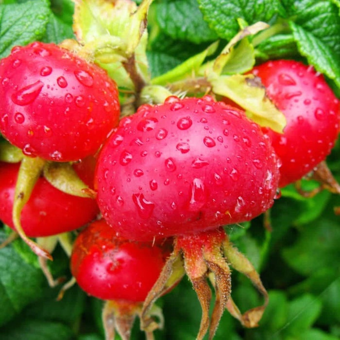 WOO | Rosehip Oil Hydrating Anti-Aging Scar Reducing 100ml