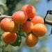 WOO | Apricot Oil Hydrating Skin Hair Body 100ml