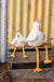 Nana Huchy | Hand Illustrated Charlie the Chicken Rattle