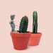 NPW | Pee My Plants Watering Decoration Grey