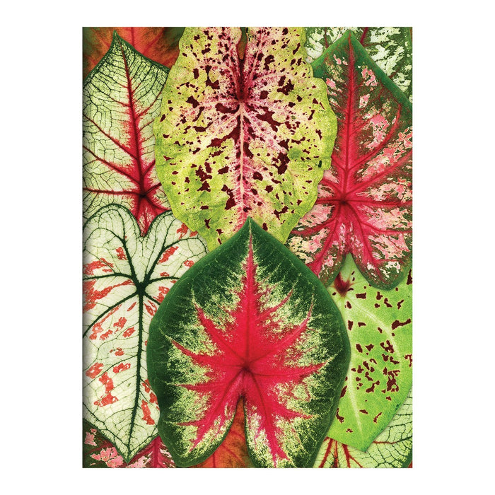 Galison | Houseplant Jungle Greeting Assortment Notecards