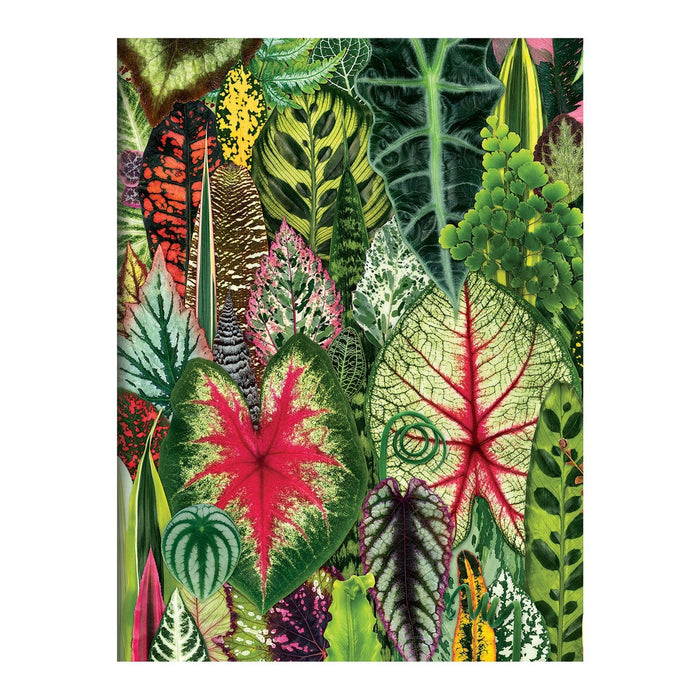 Galison | Houseplant Jungle Greeting Assortment Notecards