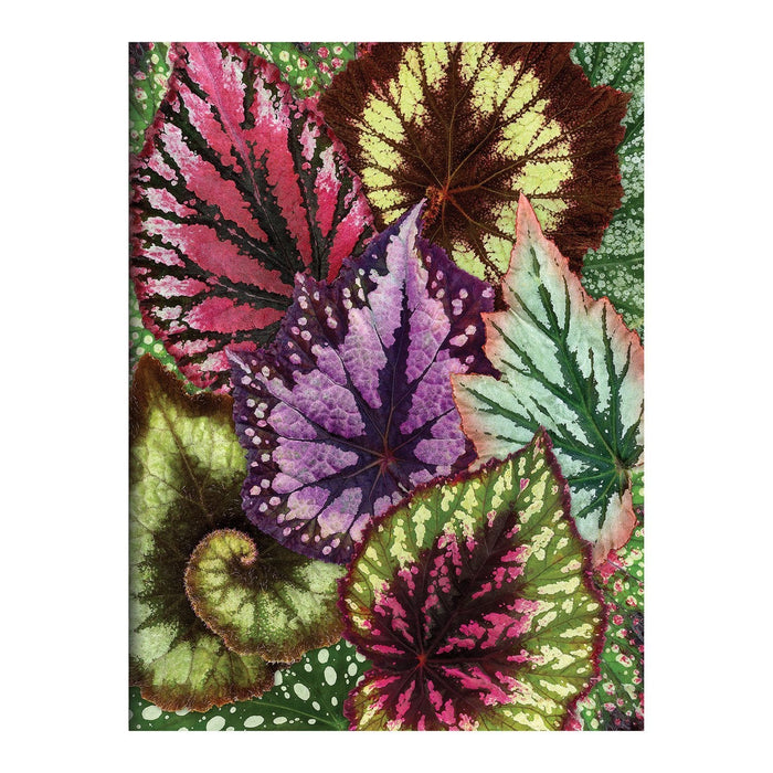 Galison | Houseplant Jungle Greeting Assortment Notecards