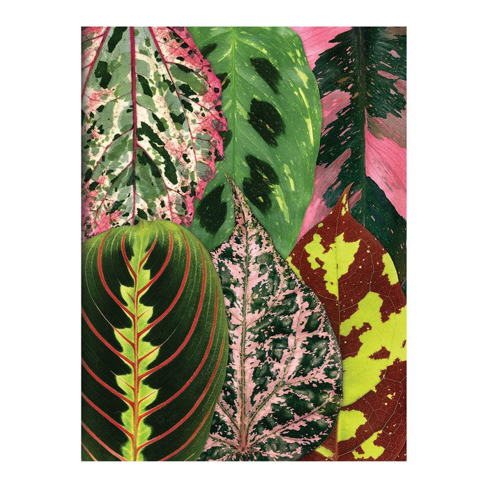Galison | Houseplant Jungle Greeting Assortment Notecards