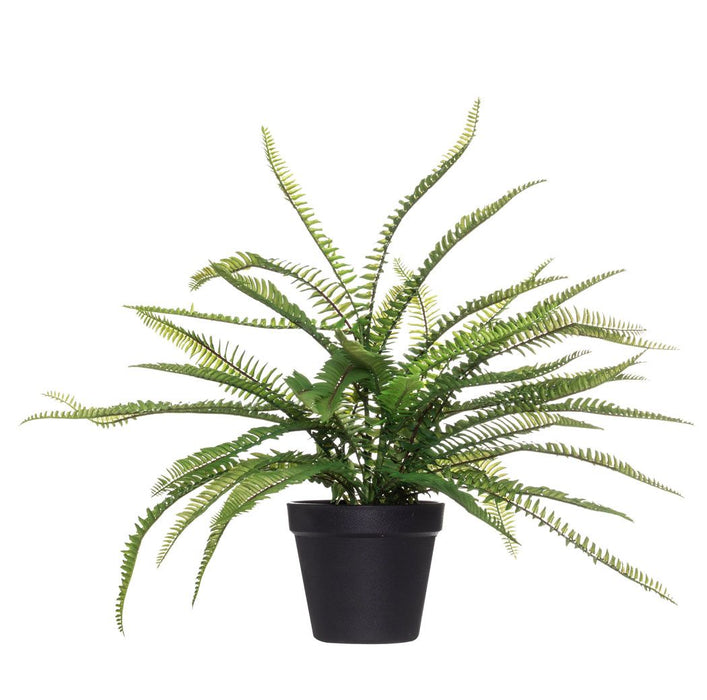 Boston Fern in Pot-Albi Imports-Homing Instincts