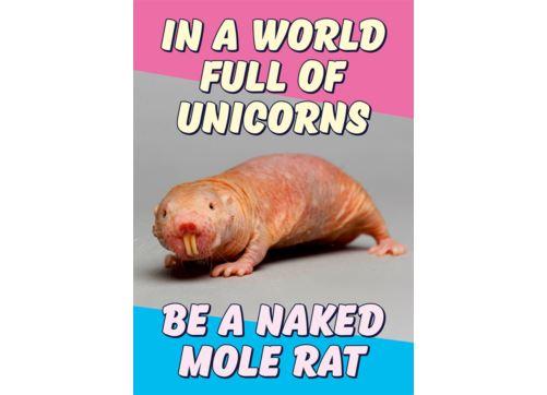 In a world full of unicorns, be a naked mole rat - Card-Homing Instincts
