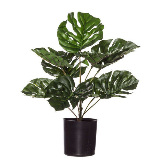 Monstera Plant in Pot-Albi Imports-Homing Instincts