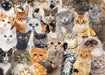 Peter Pauper Press | All The Cats-Homing Instincts-Homing Instincts