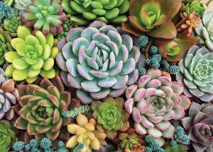 Peter Pauper Press | Succulent Garden Puzzle-Homing Instincts-Homing Instincts