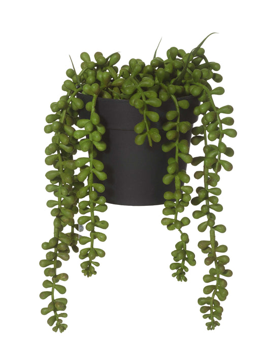 String of Pearls-Albi Imports-Homing Instincts